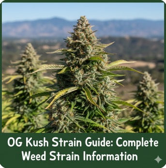 OG Kush Strain Guide