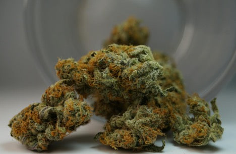 Skywalker OG Strain: Effects, Flavor, and THC Guide