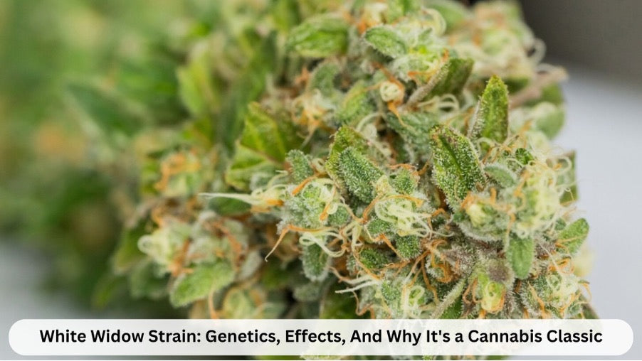 White Widow Strain