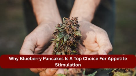 Why Blueberry Pancakes Is A Top Choice For Appetite Stimulation