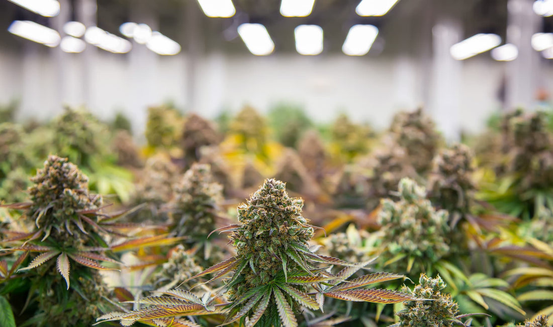 THCa vs. THC: Which Cannabinoid Packs a Bigger Punch?