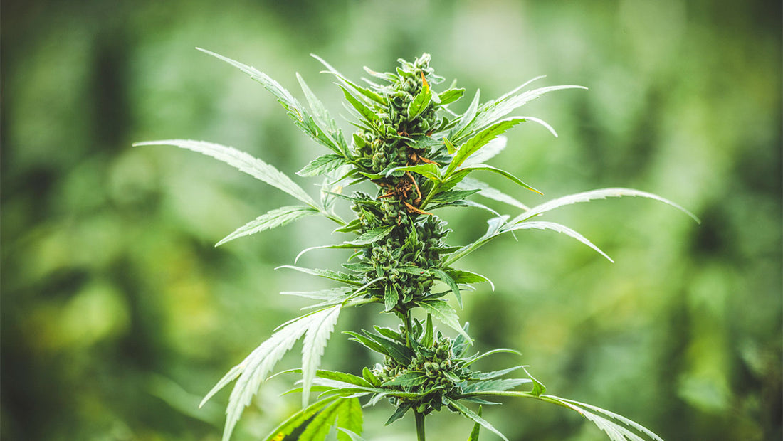 Is THCa Safe? Understanding Its Safety and Benefits