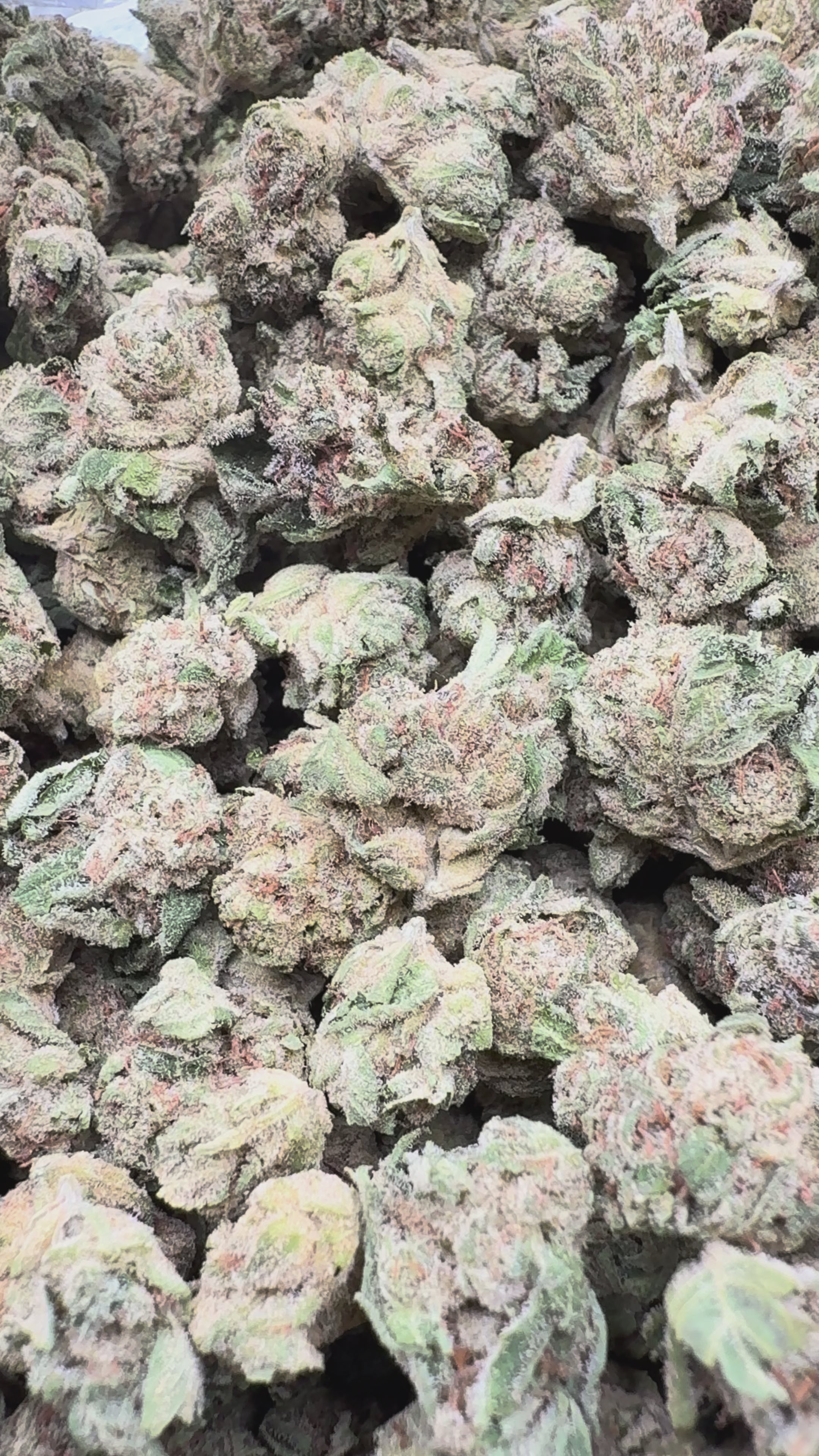 Load video: Pink Certz Littles - Bulk Littles - Indica