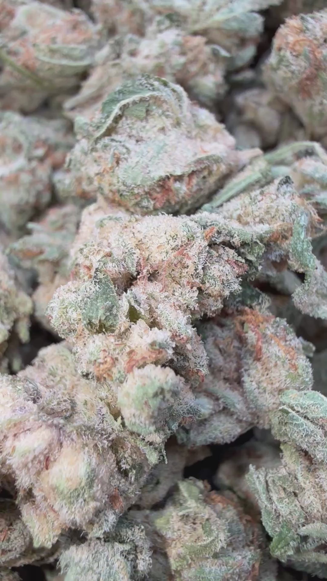 Load video: Thin Mint Littles - Bulk Littles - Hybrid