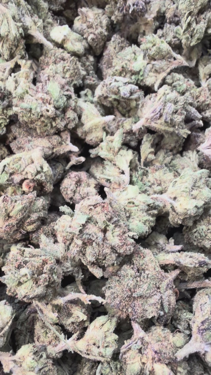 Load video: Biscotti Cake Littles - Bulk Littles - Hybrid