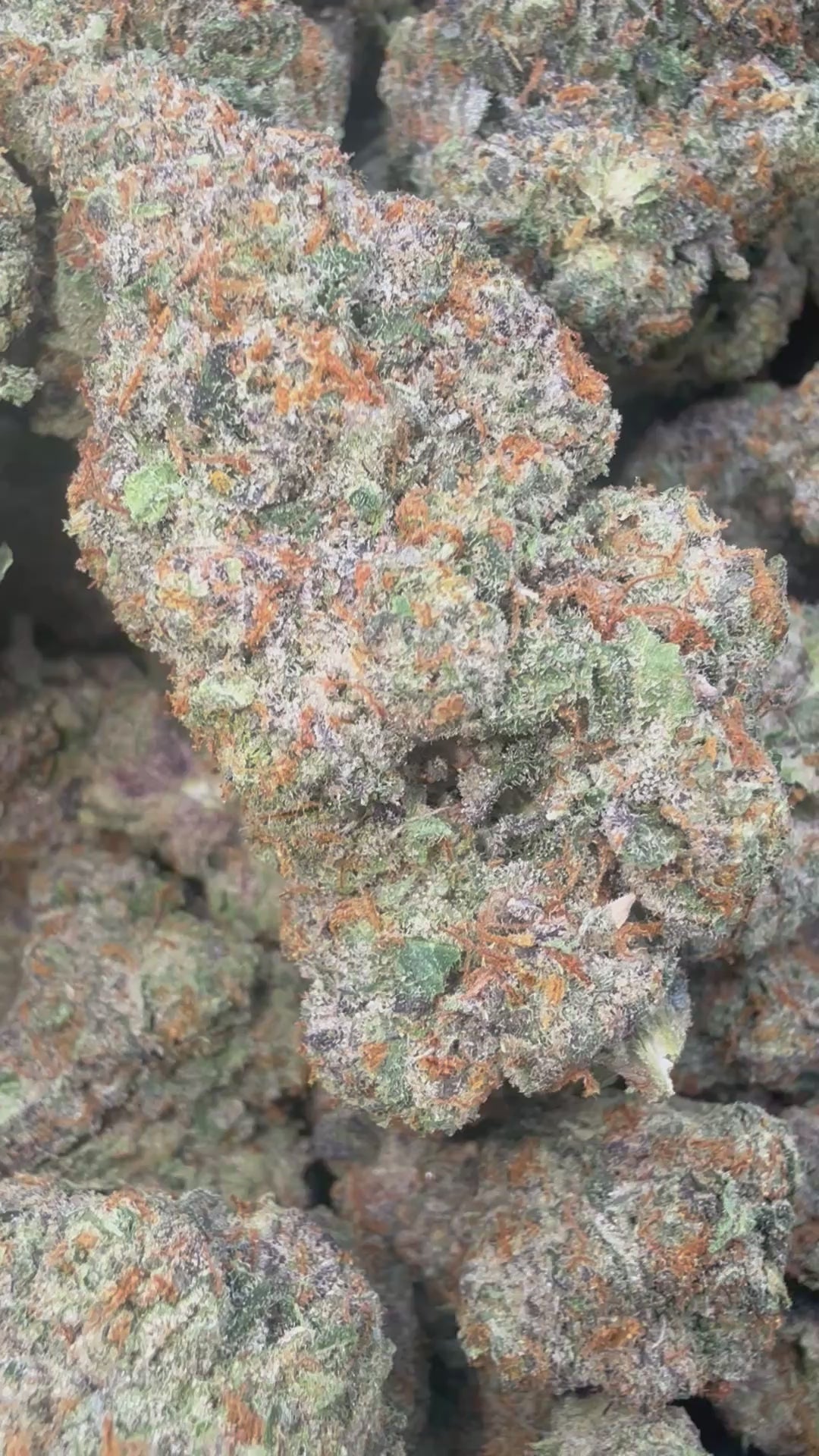 Load video: Zkittlez - Bulk - Indica