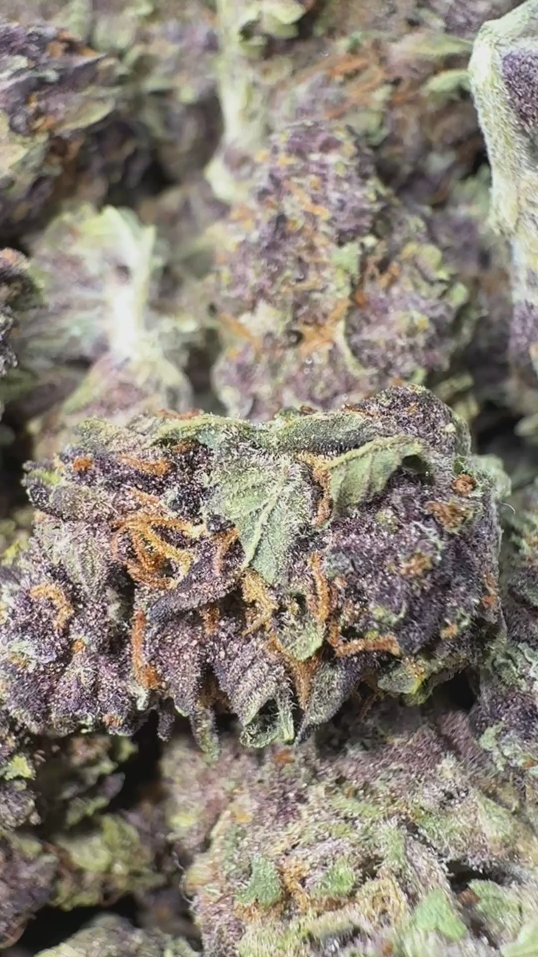 Load video: Purple Cookies - Bulk - Hybrid
