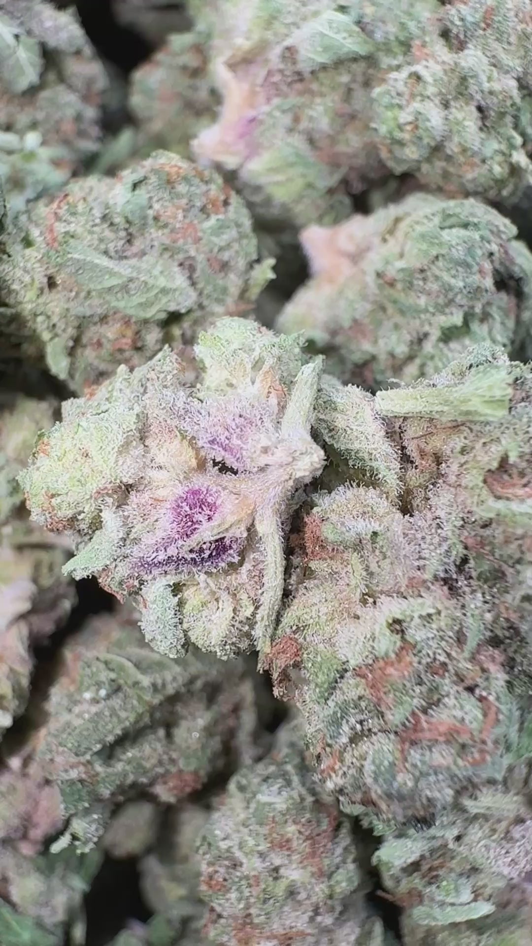 Load video: Apple Fritter Littles - Bulk Littles - Hybrid