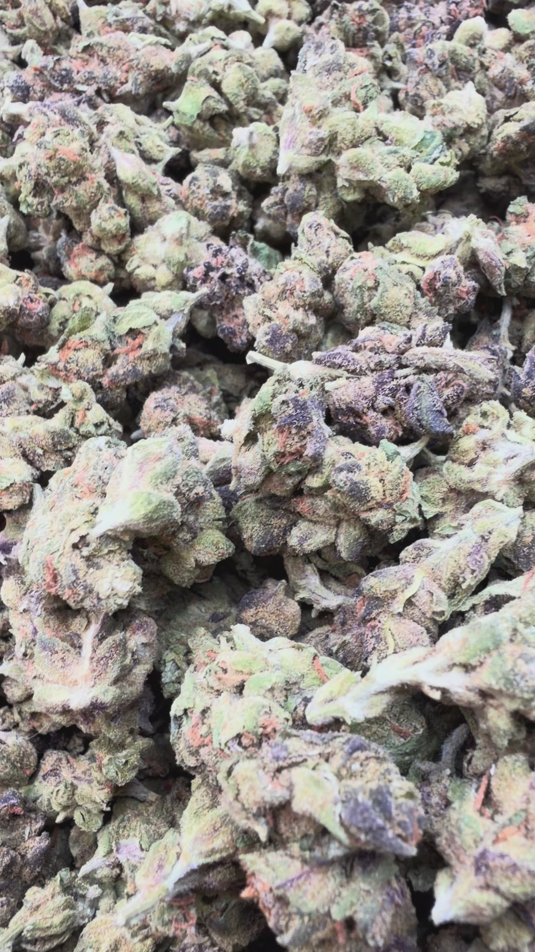 Load video: Winter Breath Littles - Bulk Littles - Hybrid