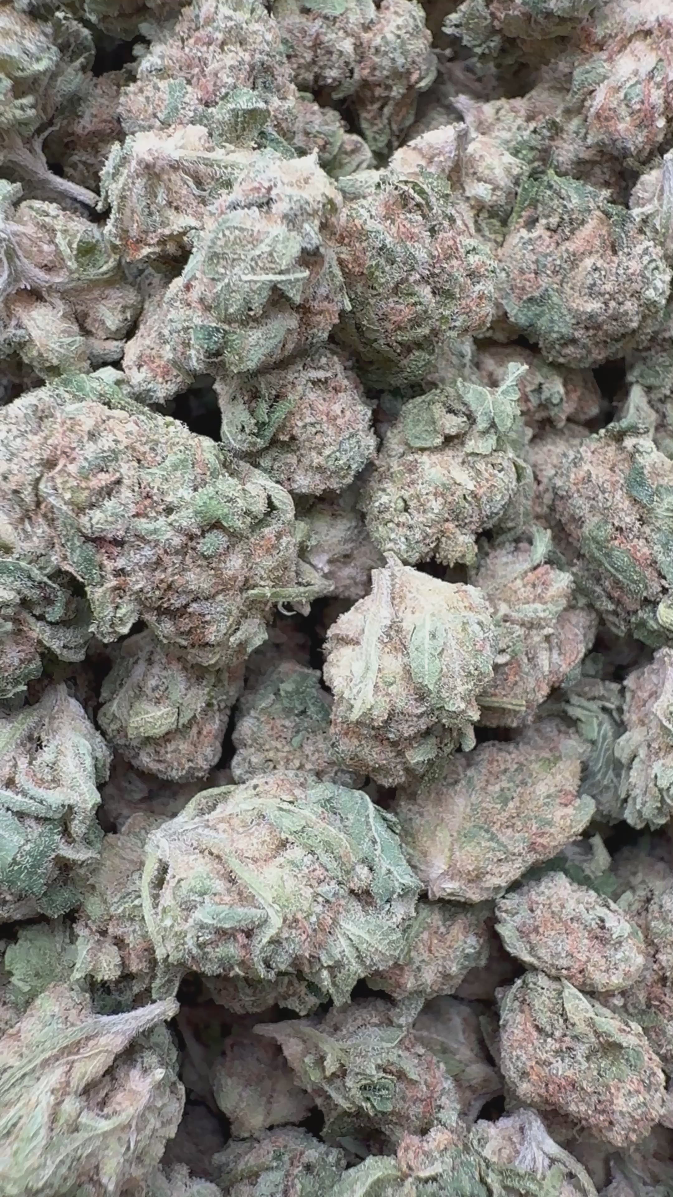 Load video: Blueberry Pancakes Mediums - Bulk Mediums - Indica