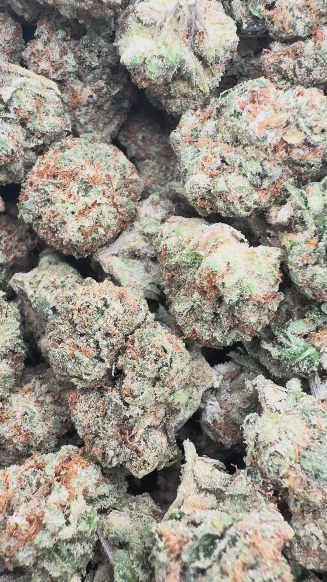 Load video: LA Runtz - Bulk - Hybrid