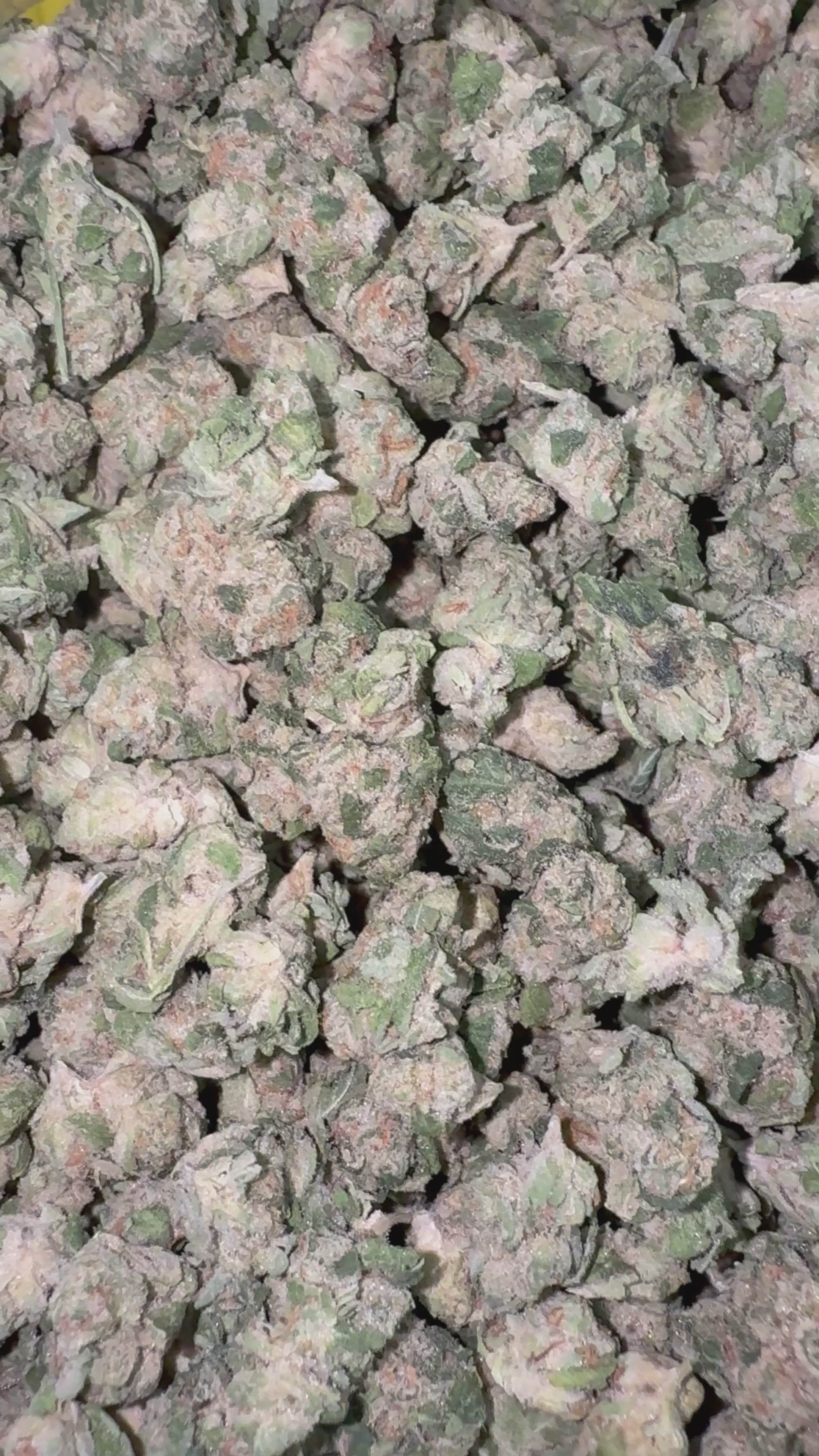 Load video: Lemon Bar Littles - Bulk Littles - Sativa