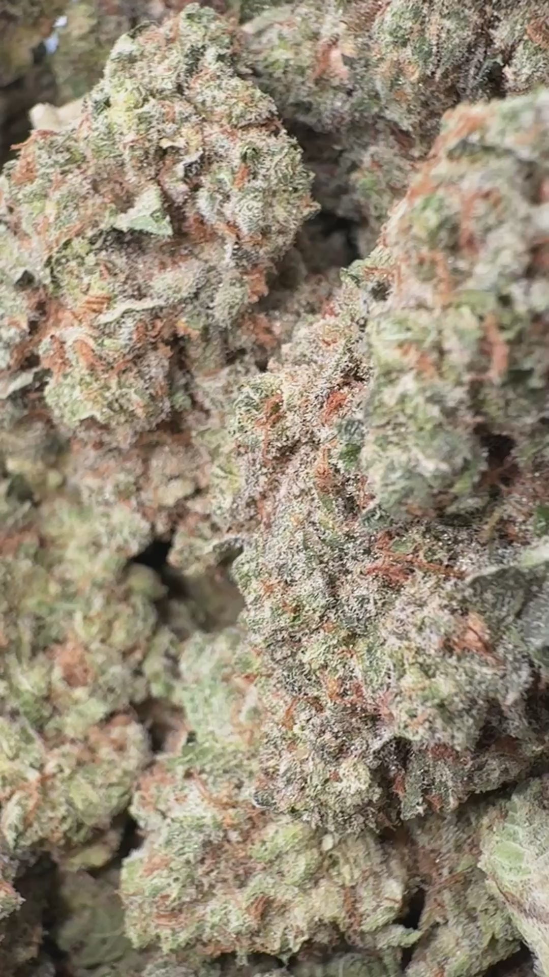 Load video: Sugar Cookies - Bulk - Indica