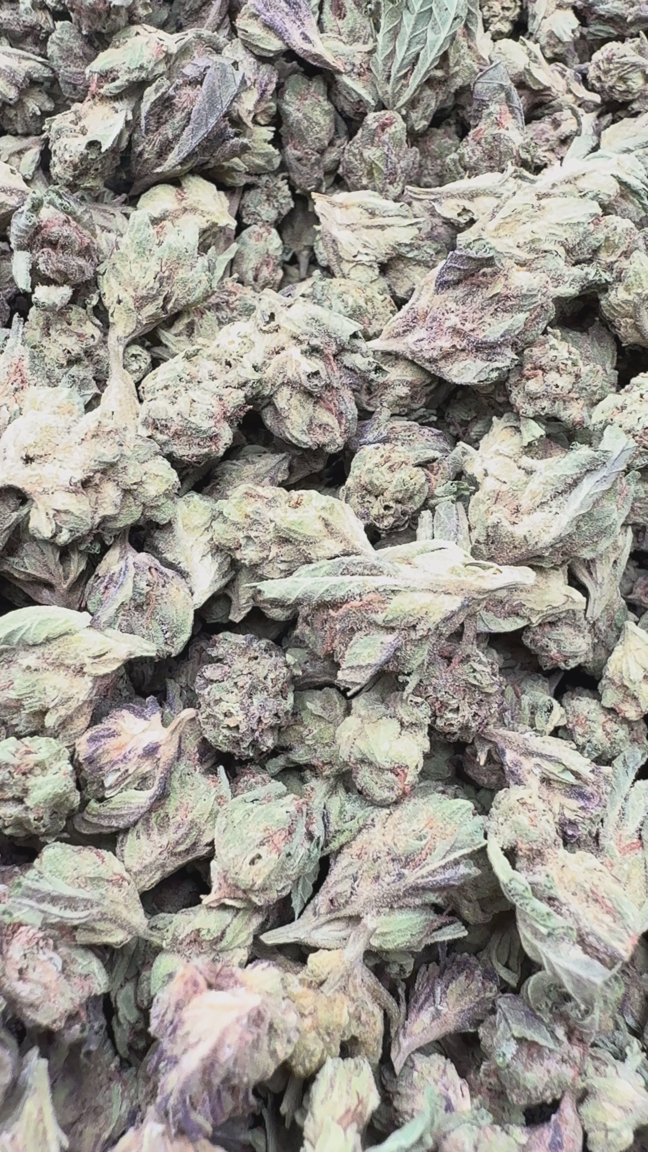 Load video: Gelonade - Bulk Littles - Sativa