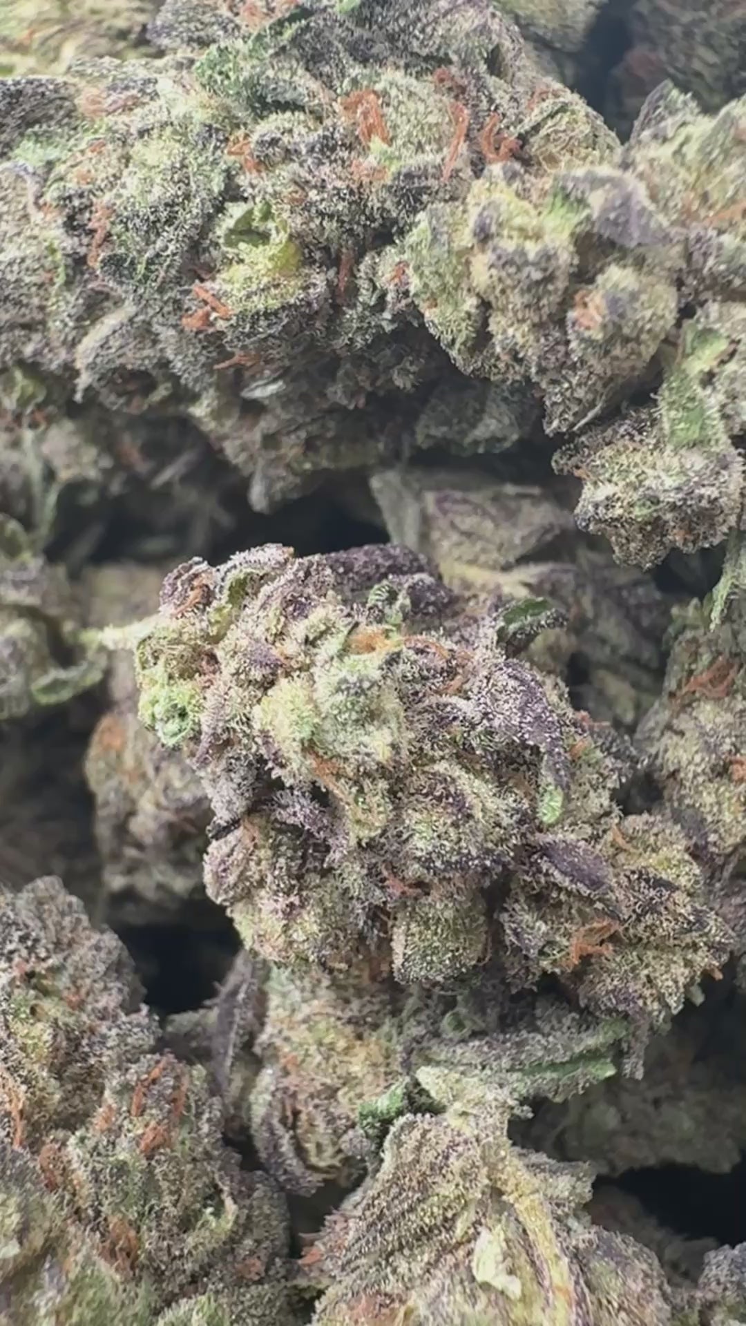 Load video: Birthday Cake - Bulk - Indica