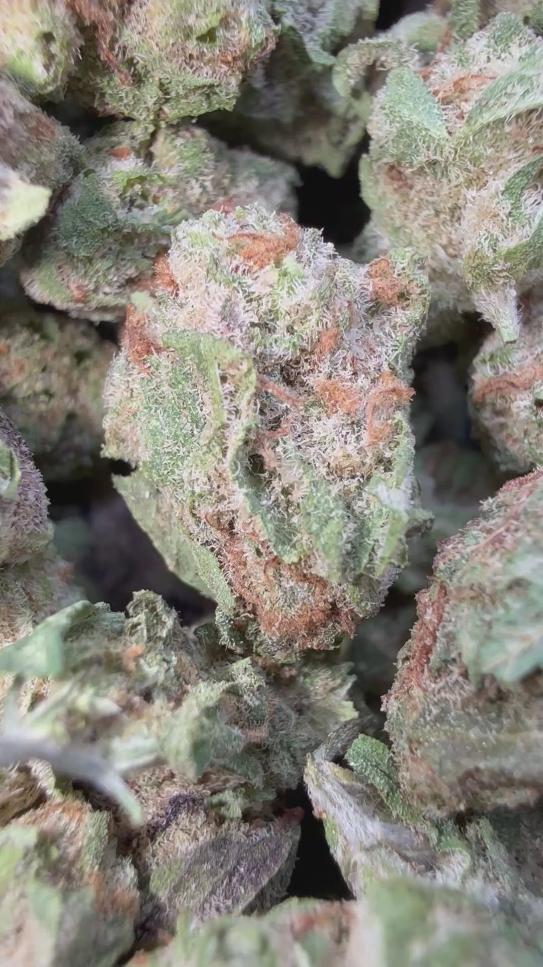 Load video: Blueberry Syrup Littles - Bulk Littles - Hybrid