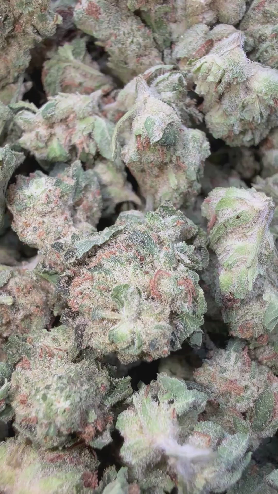 Load video: Laughing Gas Littles- Bulk Littles - Hybrid