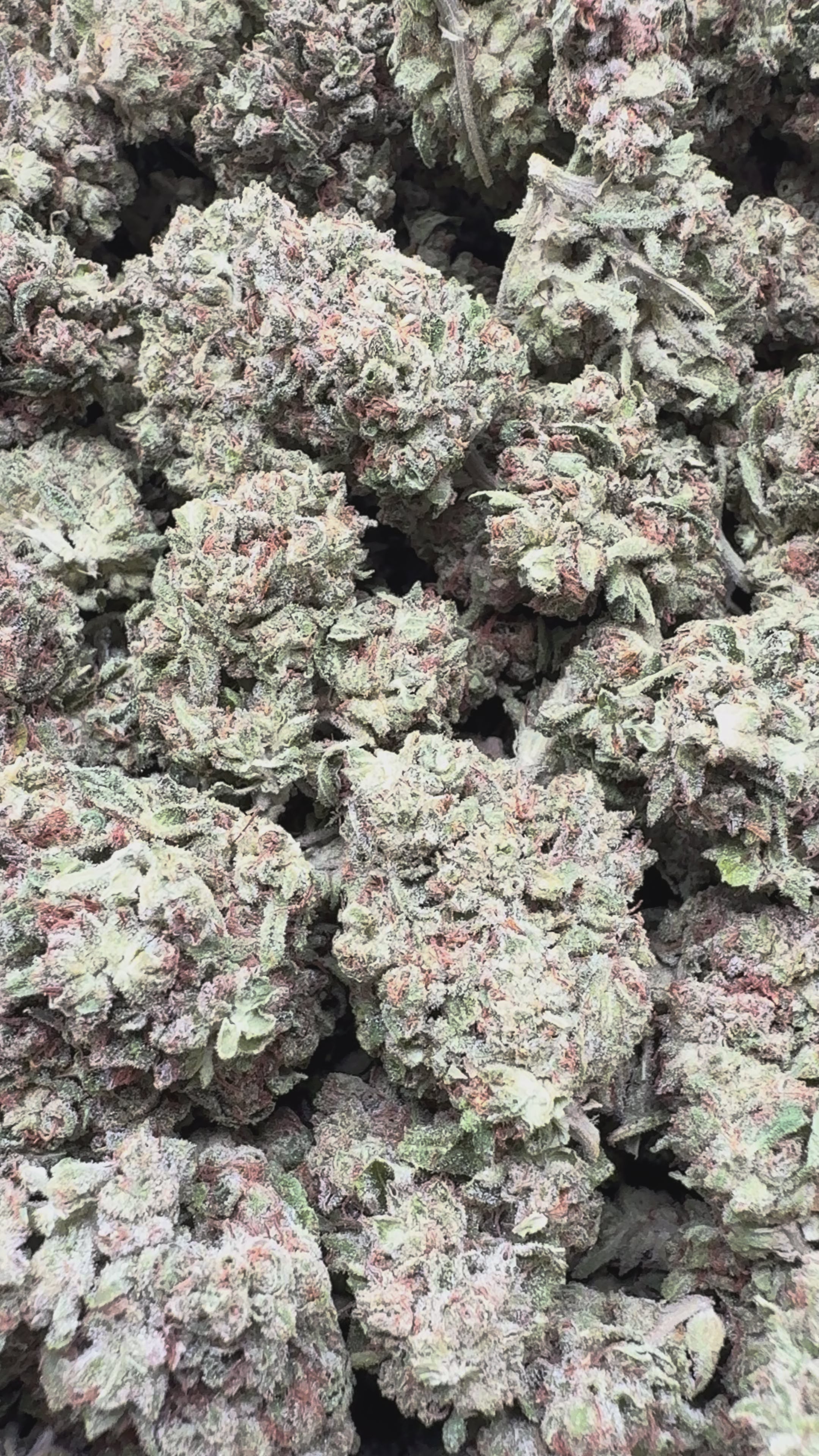 Load video: Mendo Breath - Bulk - Indica
