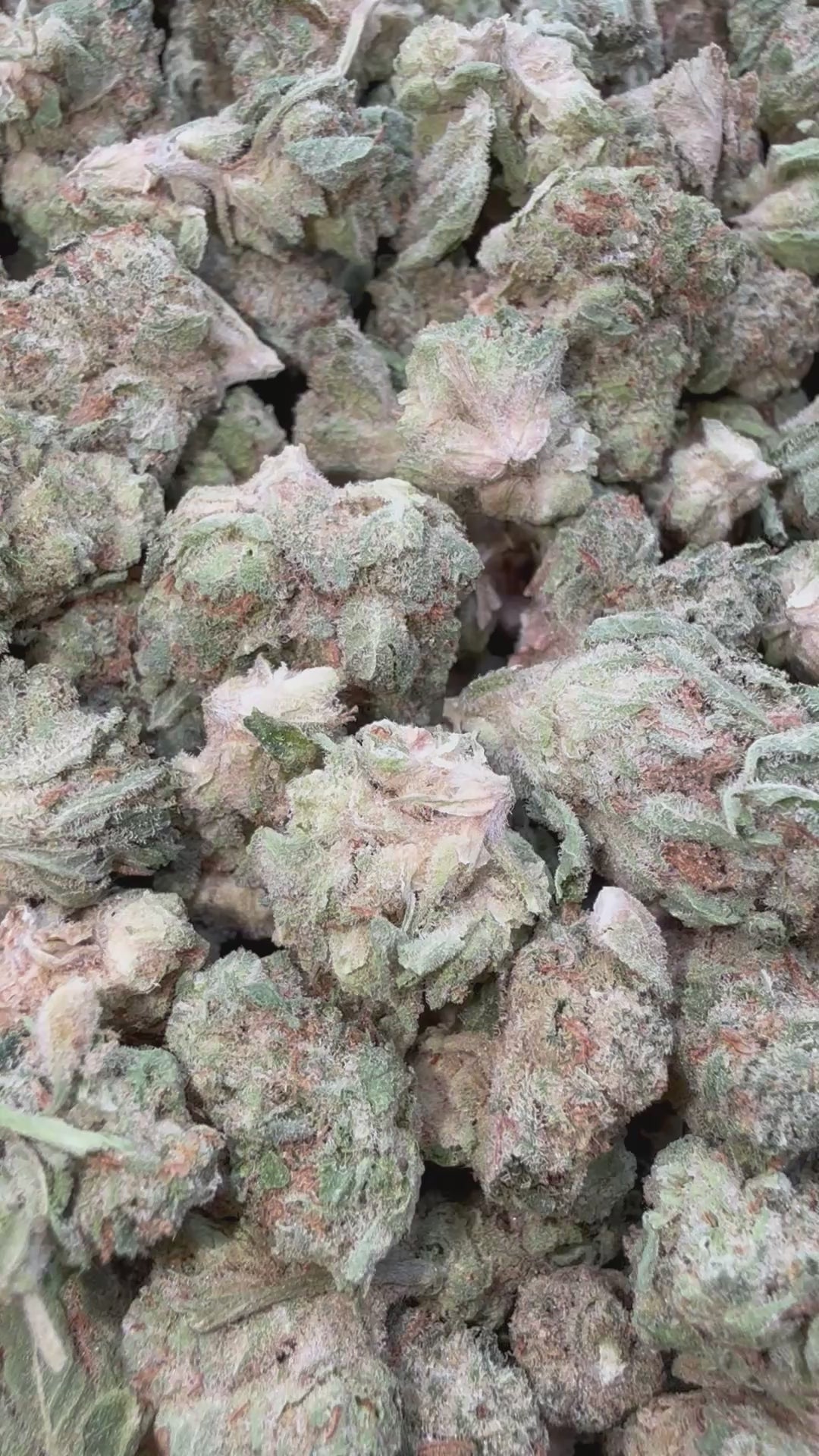 Load video: Cherry Fritter Littles - Bulk Littles - Indica