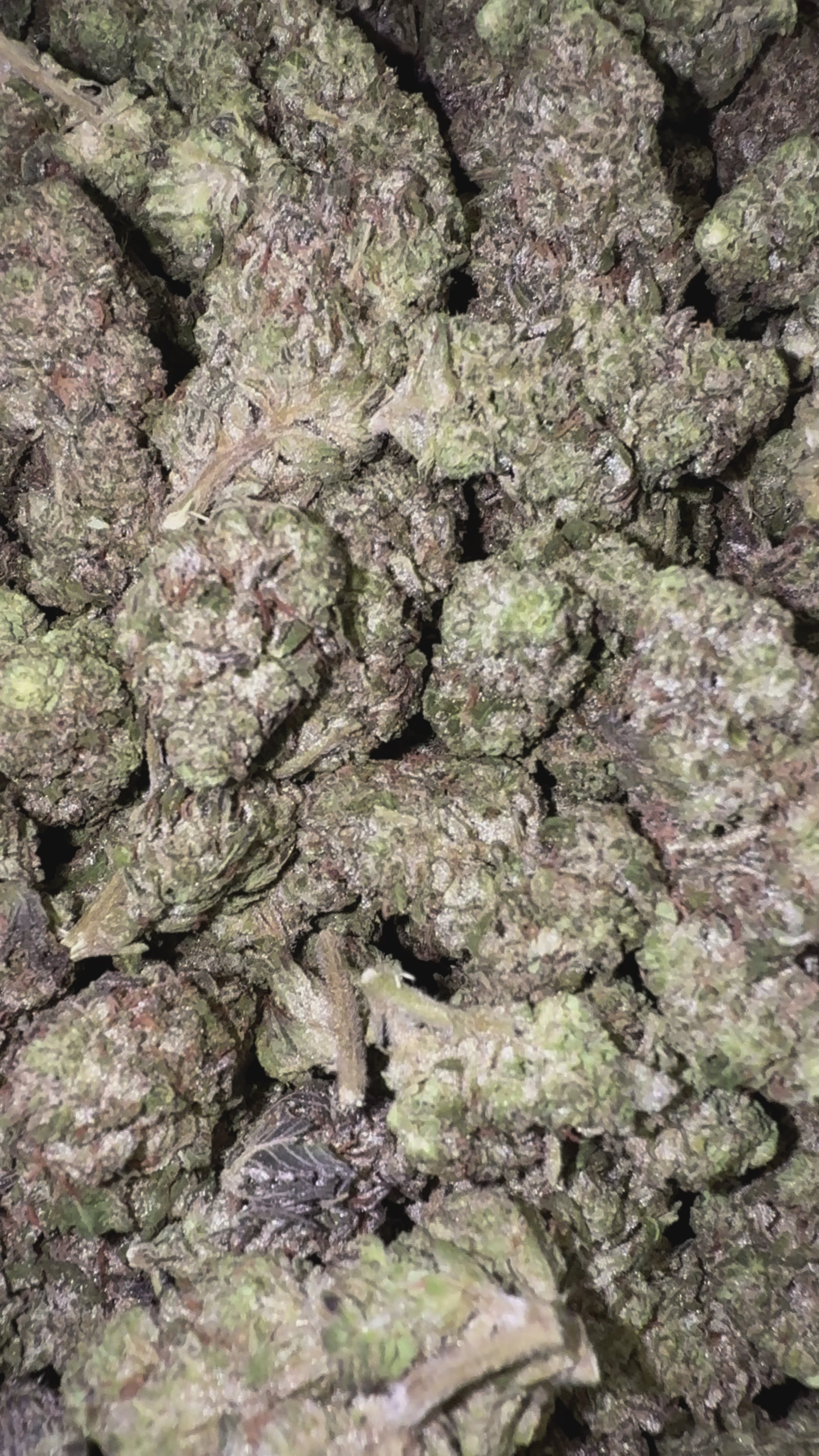 Load video: Hashburger - Bulk - Indica