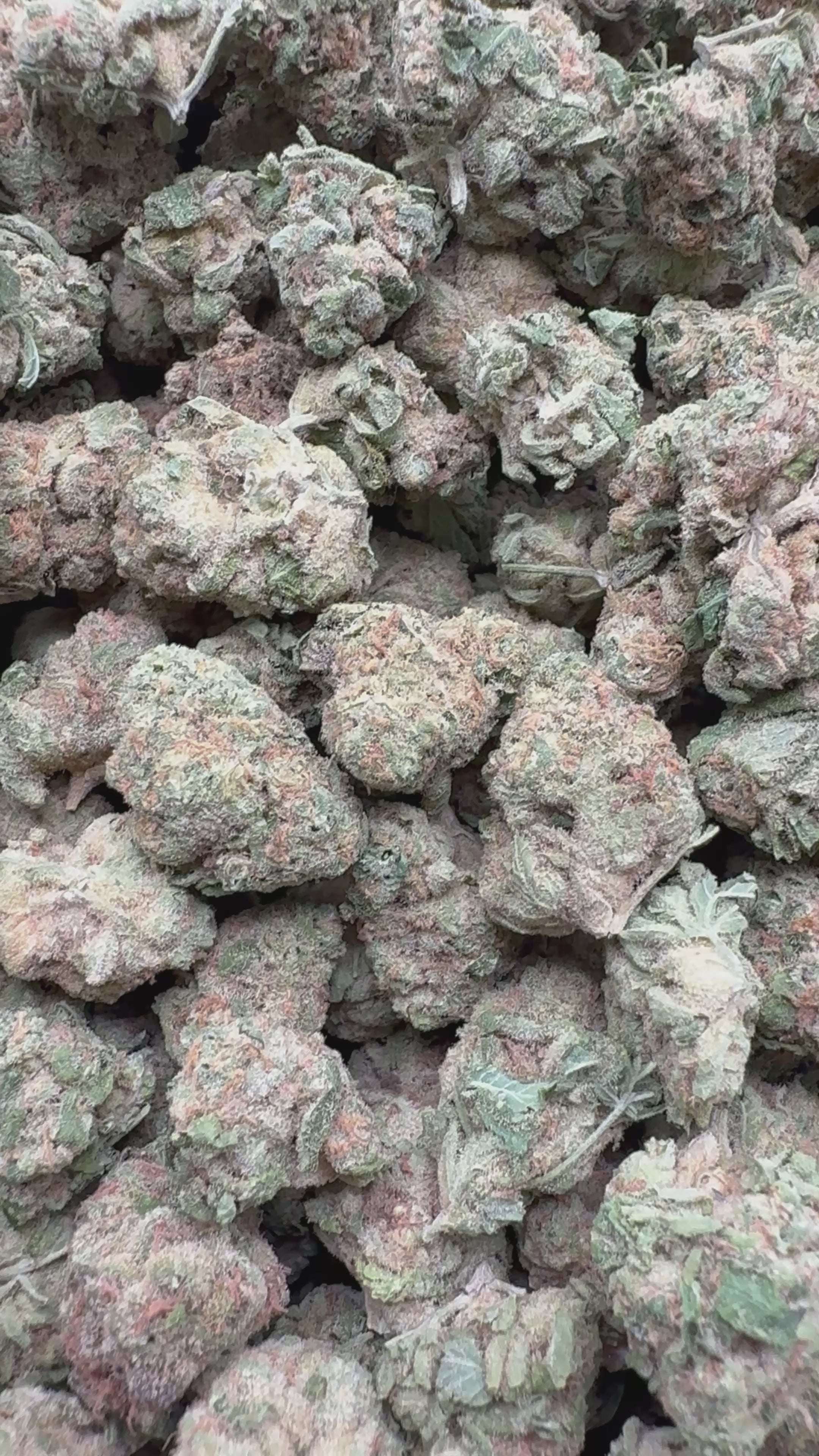 Load video: Blueberry Lemon Bars Mediums - Bulk Mediums - Hybrid