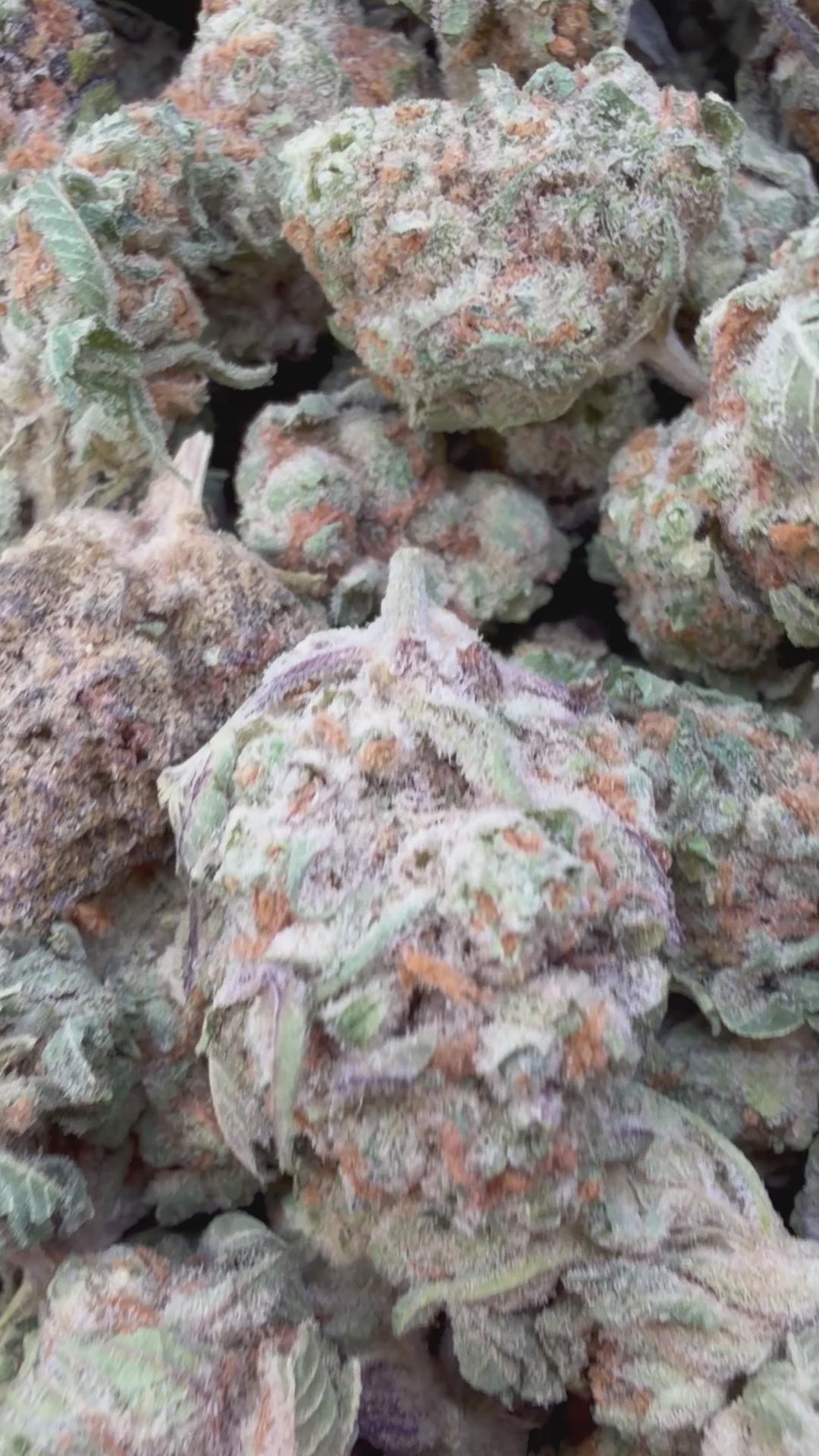 Load video: Blueberry Headband Mediums - Bulk Mediums - Hybrid