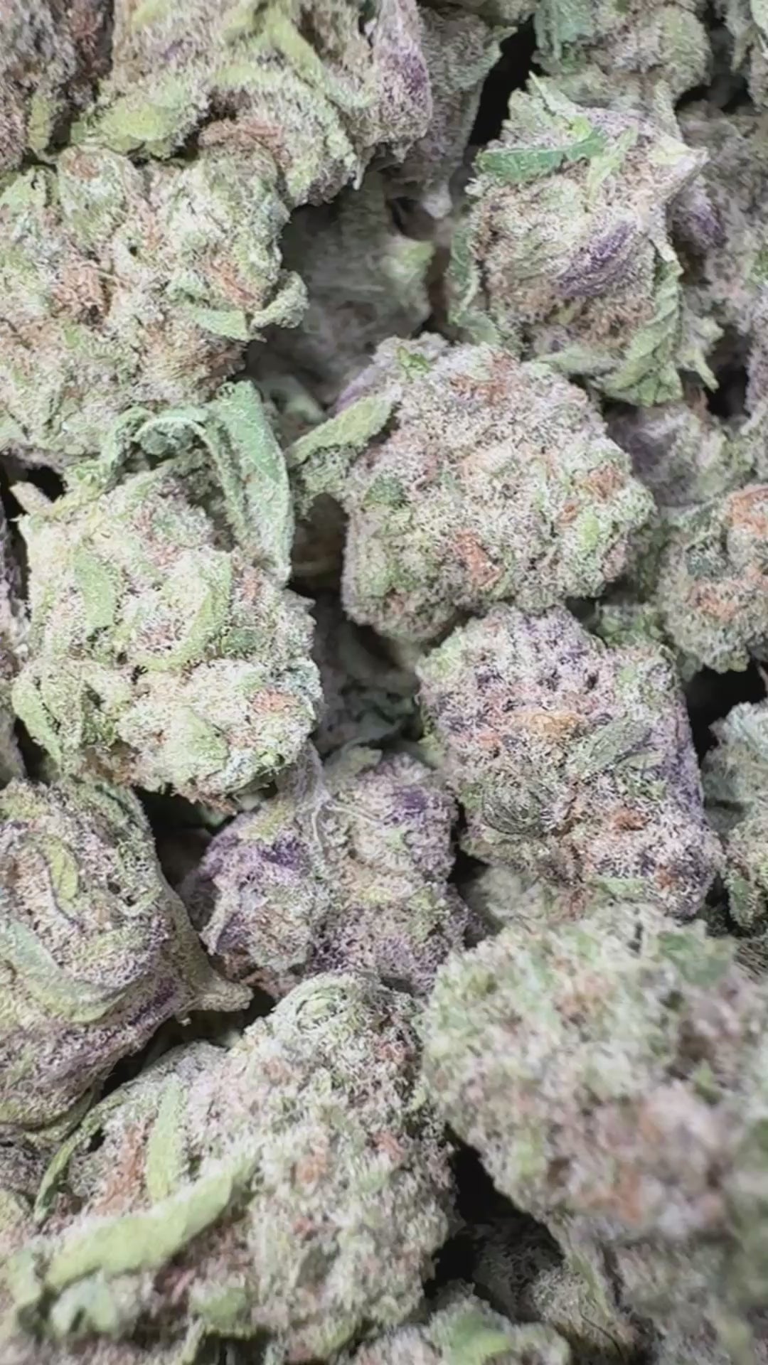 Load video: Blueberry Lemon Bars Littles - Bulk Littles - Hybrid