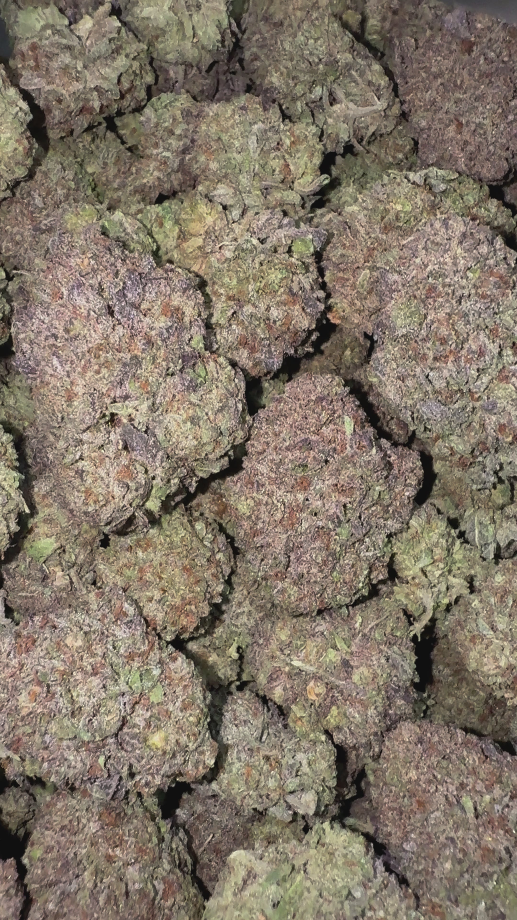 Load video: Biscotti Cake - Bulk - Hybrid