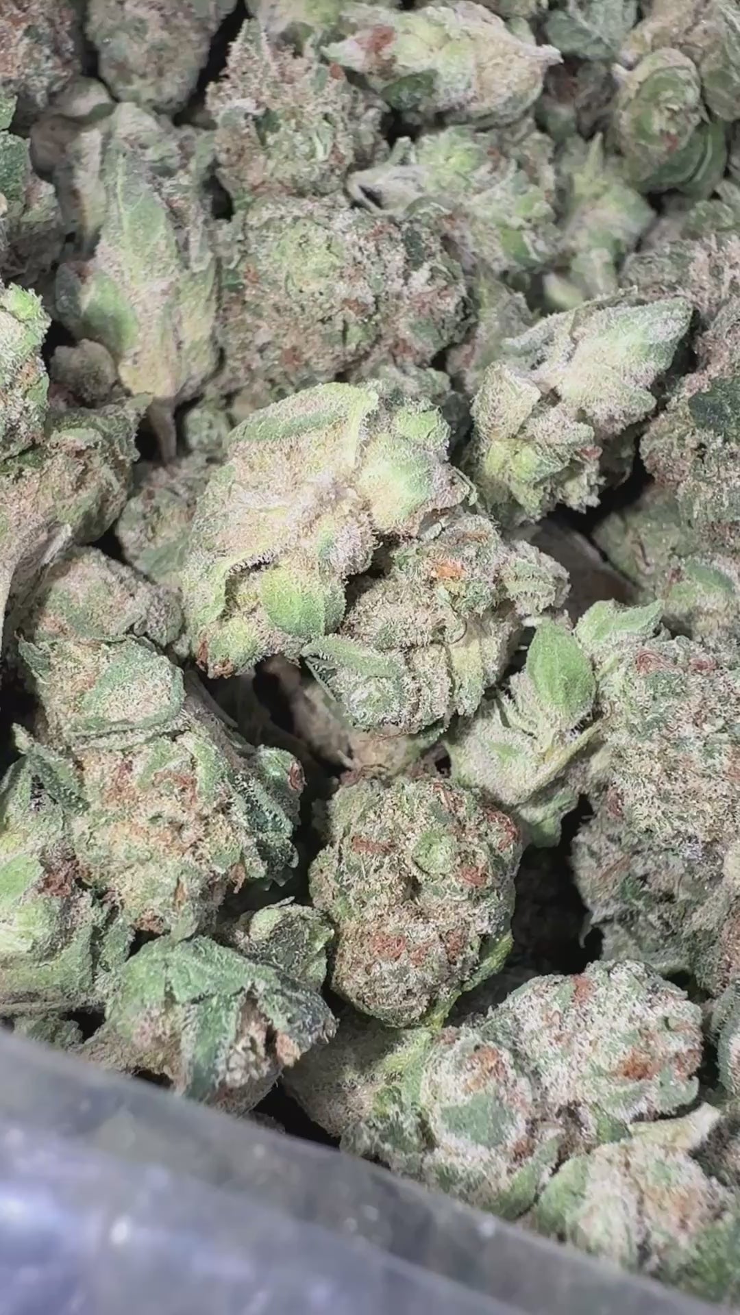 Load video: Strawberry Cough Littles - Bulk Littles - Sativa