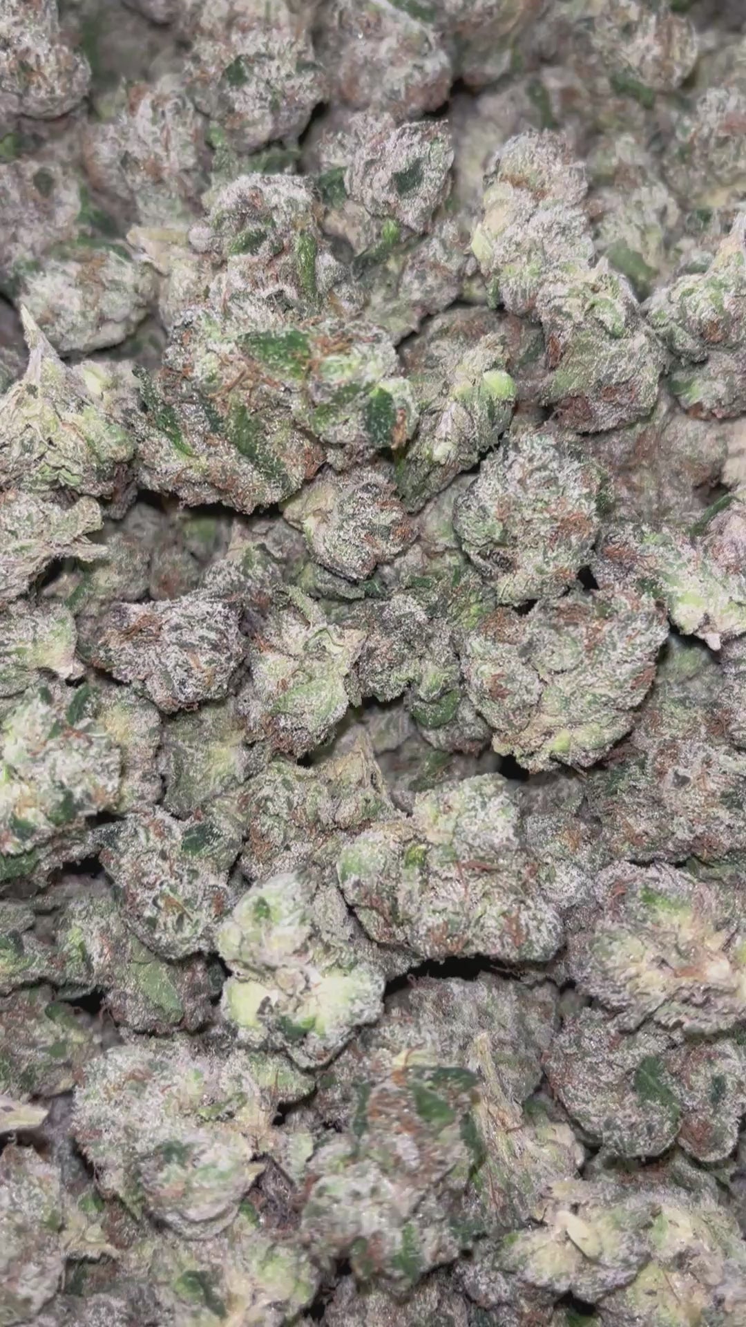 Load video: Boutique Exotics Coffin Candy - Bulk - Hybrid