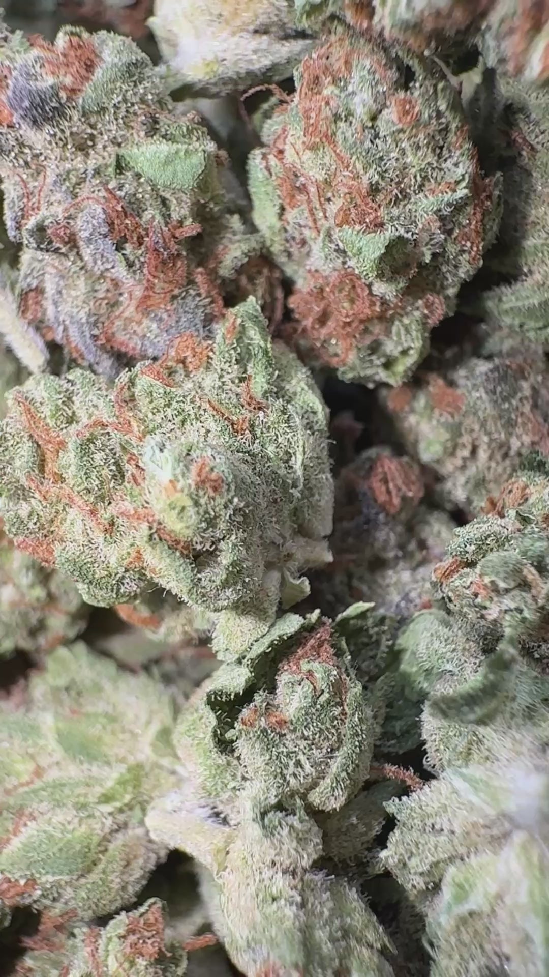 Load video: Gelato 33 Littles - Bulk Littles - Hybrid