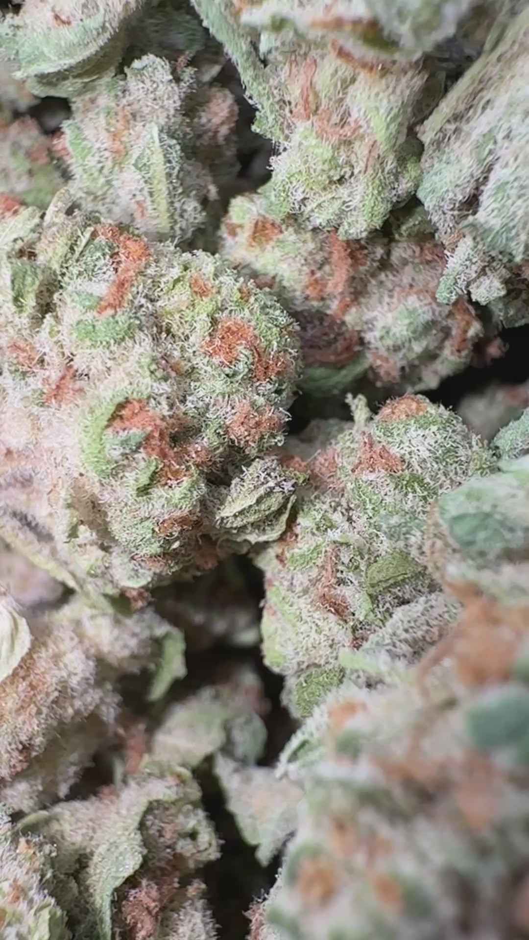 Load video: Blueberry Pancakes - Bulk - Indica
