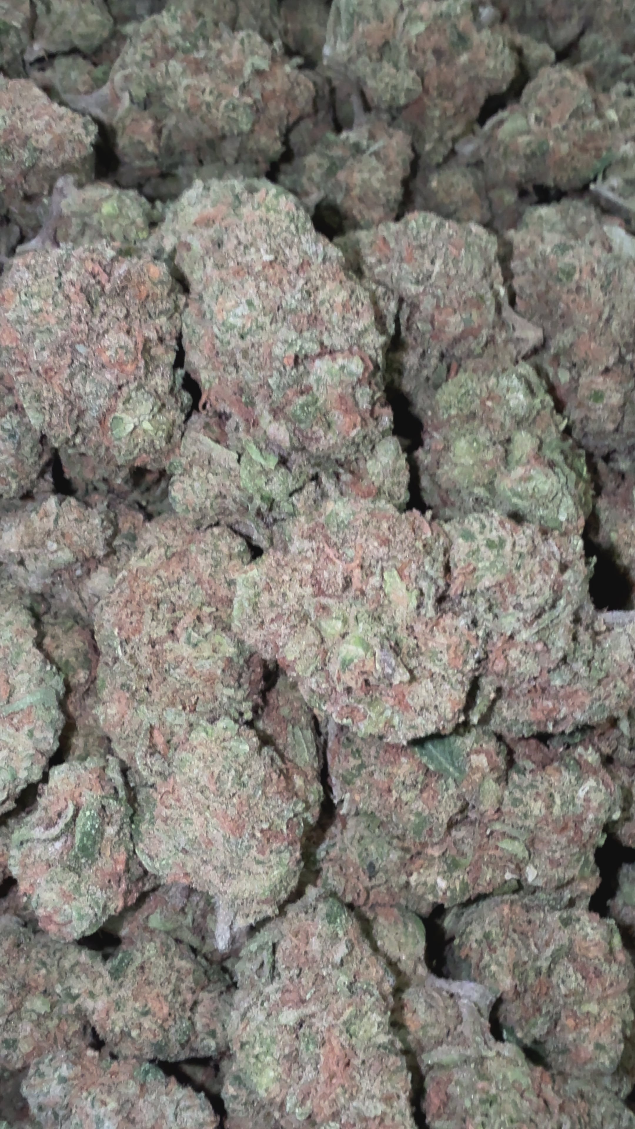 Load video: Blue Dream - Bulk - Sativa