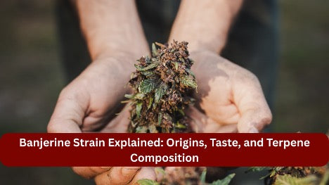 Banjerine Strain Explained: Origins, Taste, and Terpene Composition