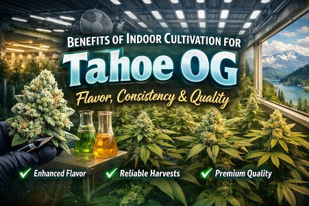 Benefits of Indoor Cultivation for Tahoe OG: Flavor, Consistency & Quality