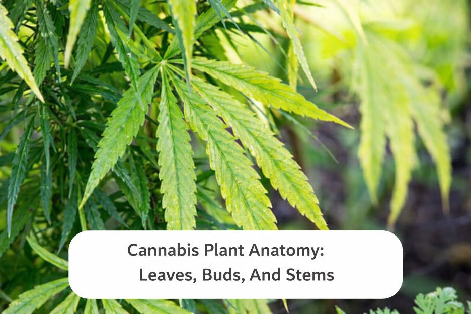 Cannabis Plant Anatomy: Leaves, Buds, And Stems