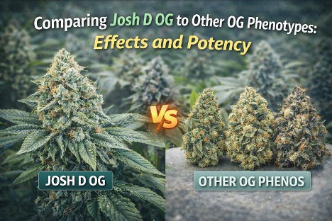Comparing Josh D OG to Other OG Phenotypes: Effects and Potency