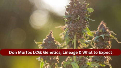 Don Murfos LCG: Genetics, Lineage & What to Expect