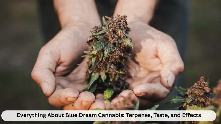 Dream Cannabis