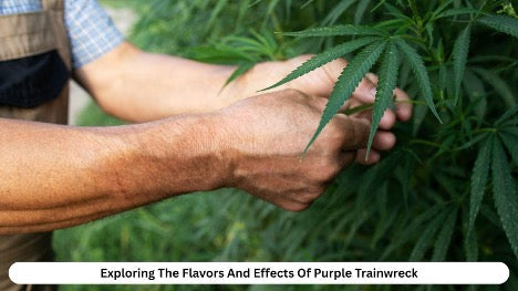 Exploring The Flavors And Effects Of Purple Trainwreck