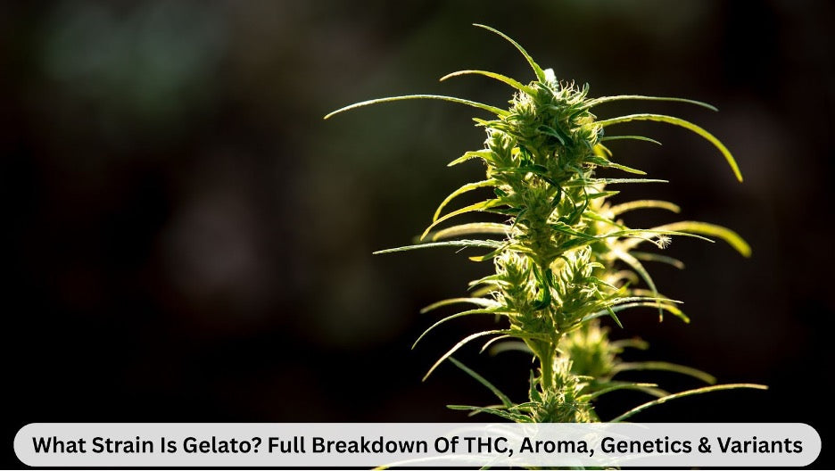 What Strain Is Gelato? Full Breakdown of THC, Aroma, Genetics & Variants