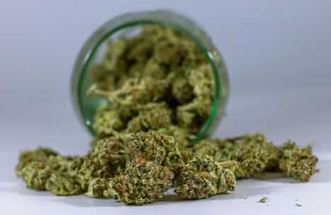 Hella Jelly Strain: Fruity Flavor, Effects, and THC