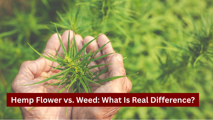 Hemp Flower vs. Weed
