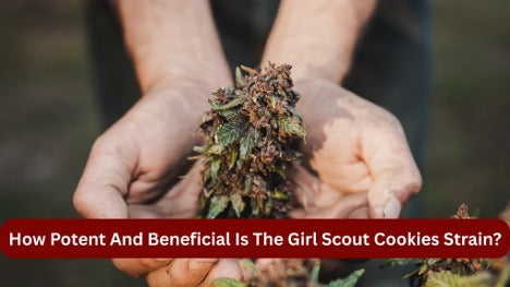 How Potent And Beneficial Is The Girl Scout Cookies Strain