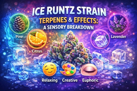 Ice Runtz Strain Terpenes & Effects