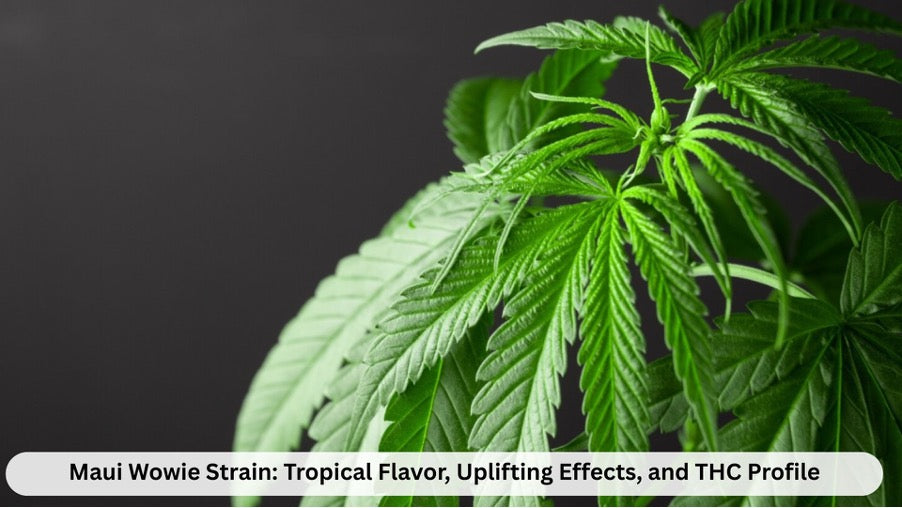 Maui Wowie Strain