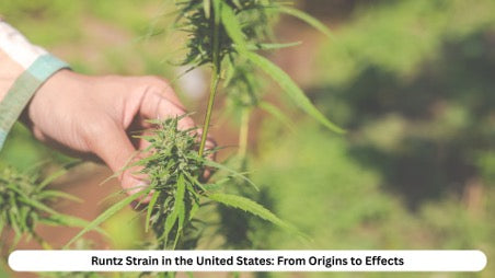 Runtz Meaning and Origin of the Name