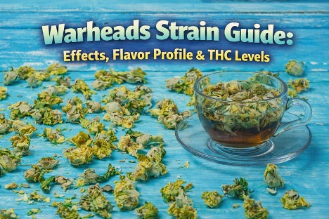 Warheads Strain Guide: Effects, Flavor Profile & THC Levels