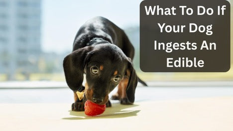 What to Do If Your Dog Ingests an Edible