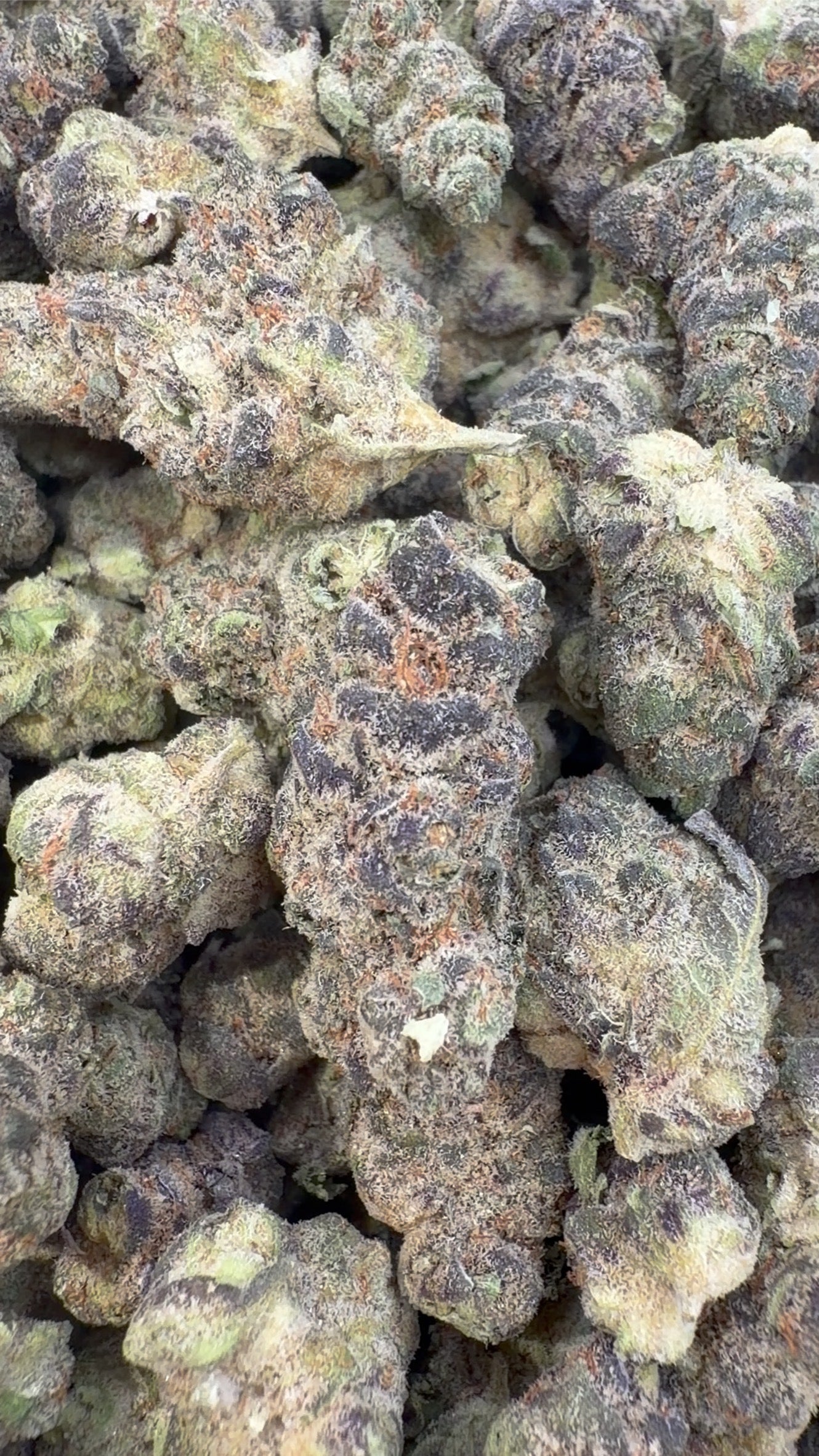 Strawberry Cough Minis de interior - Minis a granel - Sativa